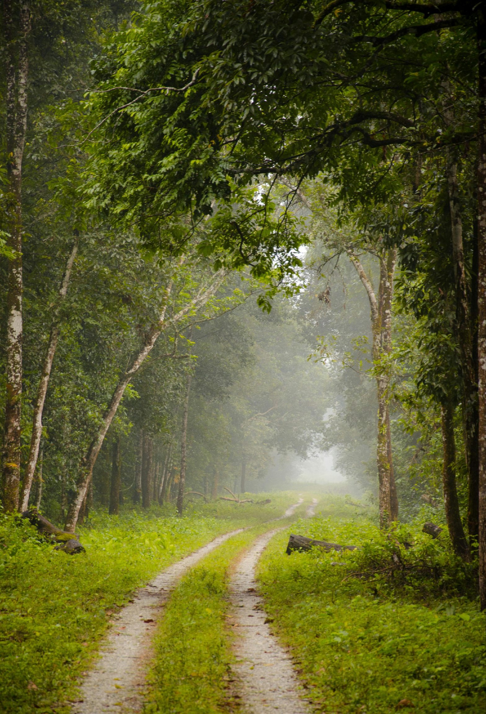 Guided Jungle Walks