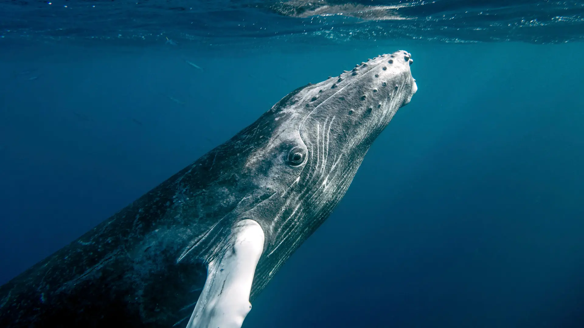 What would it mean if we were able to ‘speak’ with whales?